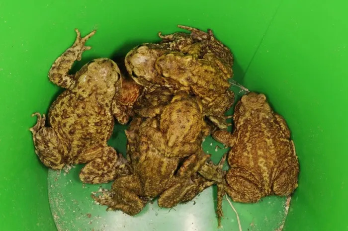 Framed Print : Common Toad (Bufo bufo) adults, in plastic bucket, rescued by volunteer before attempting to cross road at night Framed Print : Common Toad (Bufo bufo) adults, in plastic bucket, rescued by volunteer before attempting to cross road at night