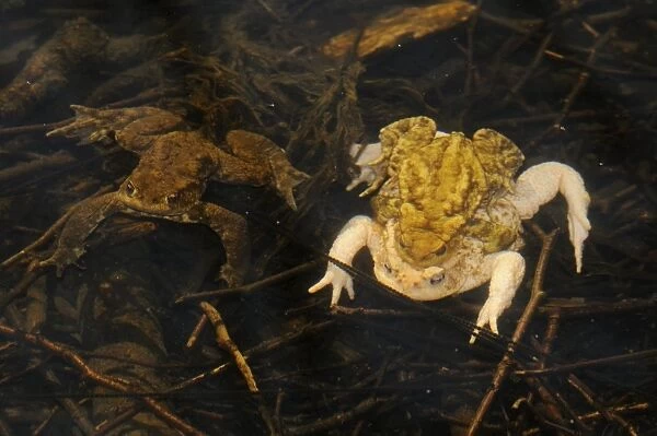 Common Toad (Bufo bufo) three colour morphs, dark brown male, yellowish male and albinistic female