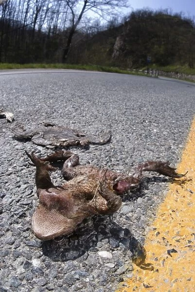 Common Toad (Bufo bufo) dead adults, killed on road whilst trying to reach breeding site, Northern Italy, april
