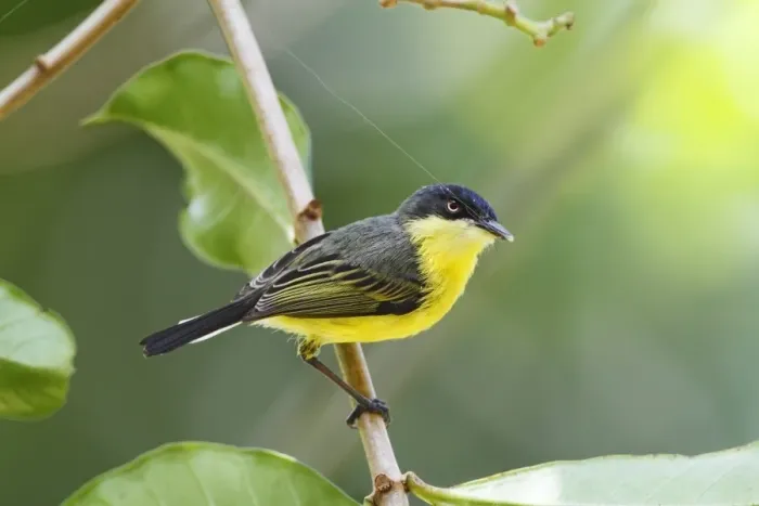 Framed Print : Common Tody-flycatcher (Todirostrum cinereum) adult, with spider web in beak, perched on twig, Costa Rica, April Framed Print : Common Tody-flycatcher (Todirostrum cinereum) adult, with spider web in beak, perched on twig, Costa Rica, April