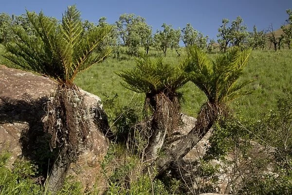Common Tree Fern (Cyathea dregei) habit, Royal Natal N. P. Drakensberg Mountains, KwaZulu-Natal, South Africa, November