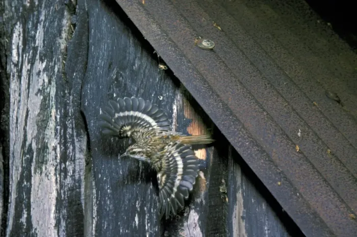 Framed Print : Common Treecreeper (Certhia familiaris) adult, in flight, leaving nest in shed, England Framed Print : Common Treecreeper (Certhia familiaris) adult, in flight, leaving nest in shed, England