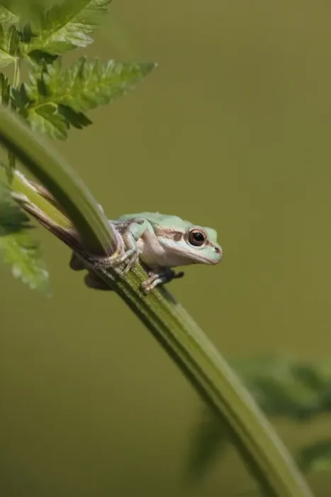 Framed Print : Common Treefrog (Hyla arborea) adult, resting on umbellifer stem, Greece, april