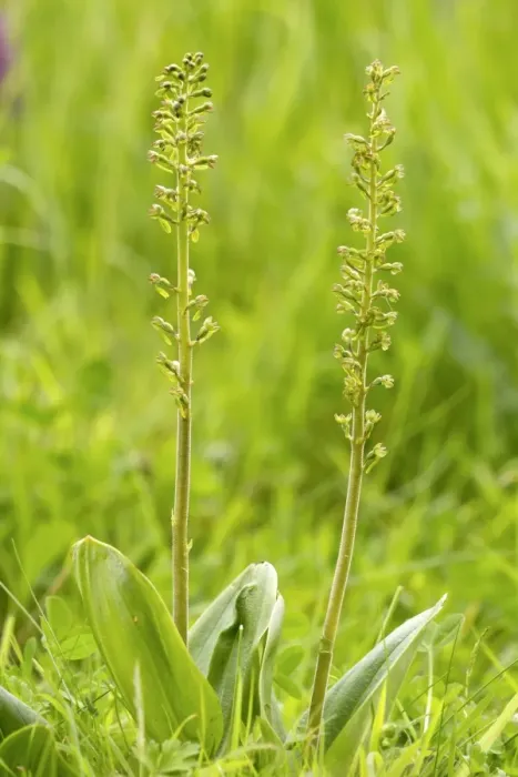 Framed Print : Common Twayblade (Listera ovata) two flowerspikes, Berwickshire, Scottish Borders, Scotland, June Framed Print : Common Twayblade (Listera ovata) two flowerspikes, Berwickshire, Scottish Borders, Scotland, June
