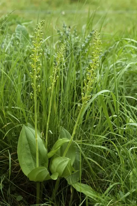 Framed Print : Common Twayblade, Neottia ovata, flowering, West Berkshire, England, May Framed Print : Common Twayblade, Neottia ovata, flowering, West Berkshire, England, May