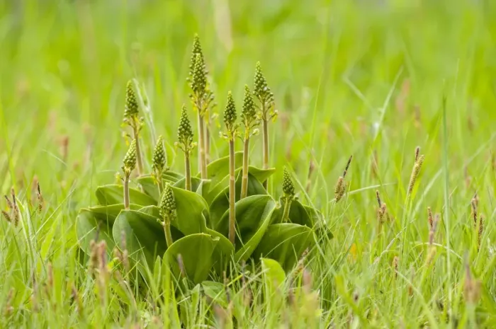 Framed Print : Common Twayblade (Neottia ovata) flowering, clump growing on roadside verge, Sandside, Cumbria, England, May