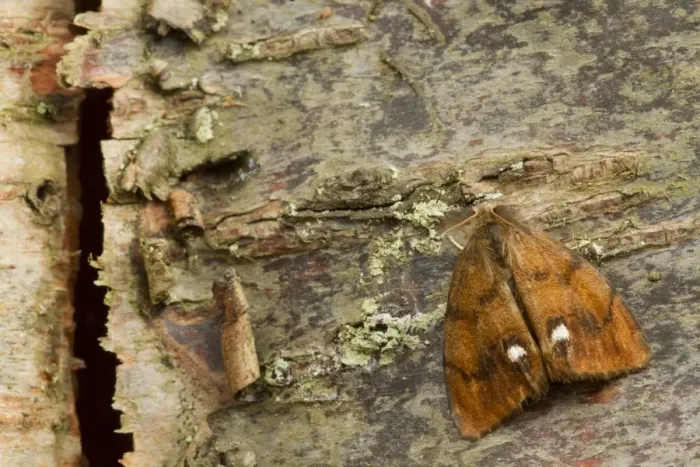 Framed Print : Common Vapourer (Orgyia antiqua) adult male, resting on birch bark, Sheffield, South Yorkshire, England, September
