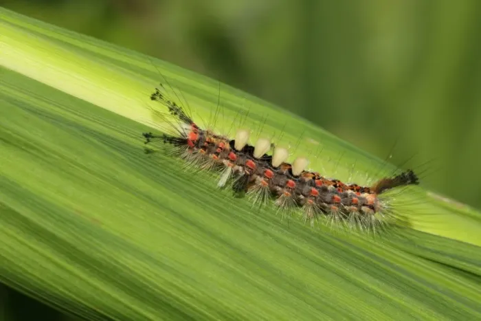 Framed Print : Common Vapourer (Orgyia antiqua) caterpillar, on leaf in garden, Wisbech, Cambridgeshire, England, June