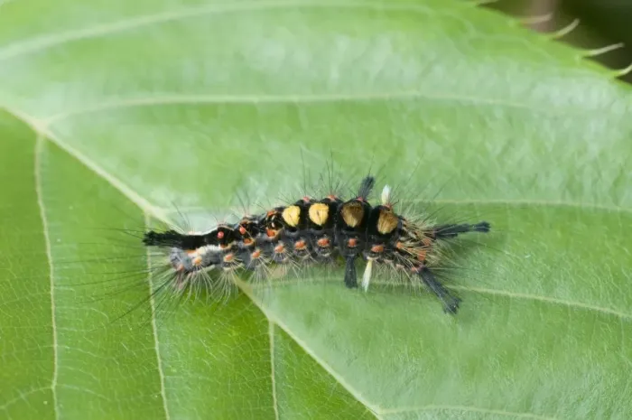 Framed Print : Common Vapourer (Orygia antiqua) caterpillar, resting on leaf, England, may Framed Print : Common Vapourer (Orygia antiqua) caterpillar, resting on leaf, England, may
