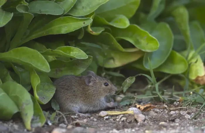 Framed Print : Common Vole (Microtus arvalis) adult, feeding on ground, Northern Spain, july Framed Print : Common Vole (Microtus arvalis) adult, feeding on ground, Northern Spain, july
