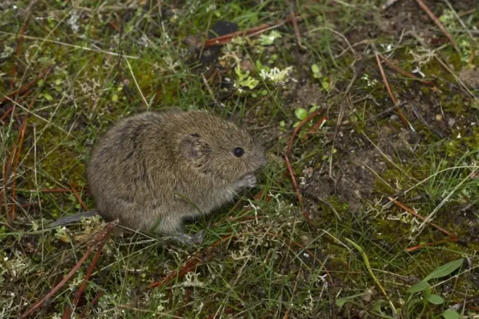 Framed Print : Common Vole (Microtus arvalis) adult, feeding, Castilla y Leon, Spain, October (controlled) Framed Print : Common Vole (Microtus arvalis) adult, feeding, Castilla y Leon, Spain, October (controlled)