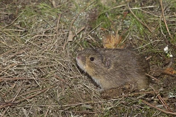 Common Vole (Microtus arvalis) adult, sniffing, Castilla y Leon, Spain, October (controlled)