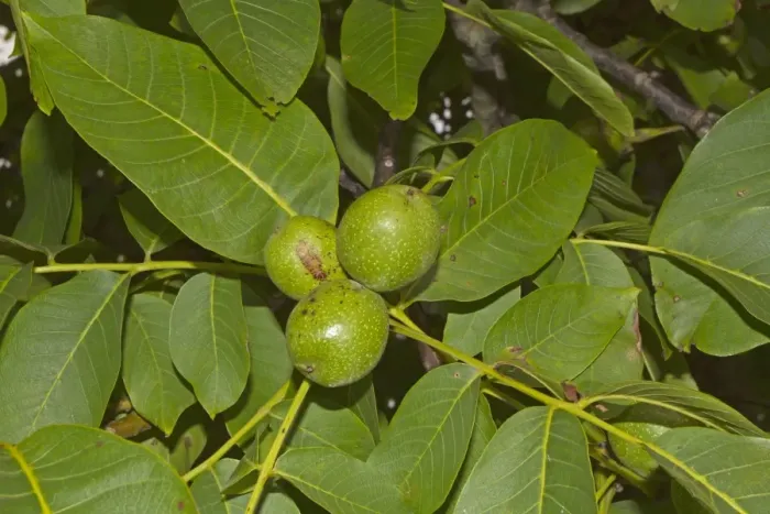 Framed Print : Common Walnut (Juglans regia) close-up of fruit and leaves, Spain, august Framed Print : Common Walnut (Juglans regia) close-up of fruit and leaves, Spain, august