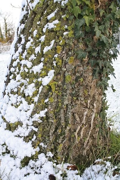 Common Walnut (Juglans regia) close-up of snow covered bole, with Ivy (Hedera helix) and lichens growing on trunk
