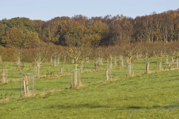 Framed Print : Common Walnut (Juglans regia) orchard, young trees with wire tree guards, Tincleton, Dorset, England, november