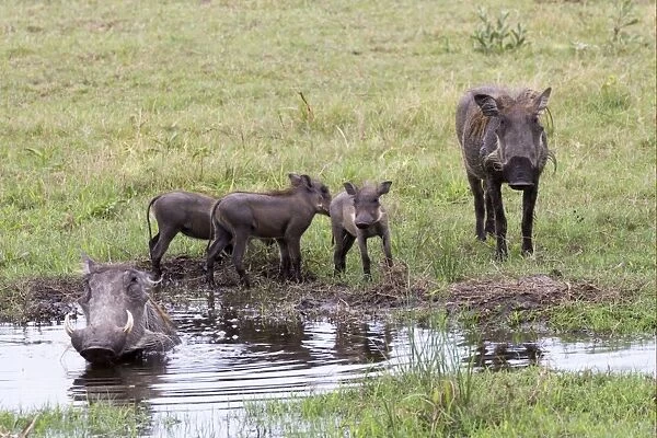 Common Warthog (Phacochoerus africanus) adults and young, wallowing and standing at edge of water, Okavango Delta, Botswana