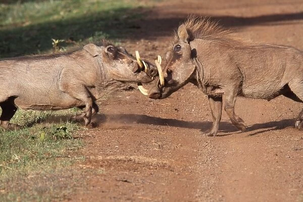 Common Warthog (Phacochoerus africanus) two adult males, fighting on track, Aberdare N. P. Aberdare Mountain Range, Kenya