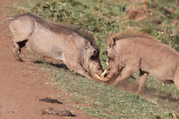 Common Warthog (Phacochoerus africanus) two adult males, fighting on track, Aberdare N. P