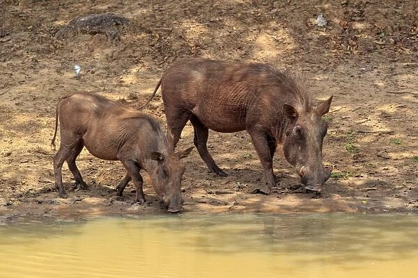 Common Warthog (Phacochoerus africanus) adult female with immature, drinking at waterhole, Mkuze, Natal, South Africa