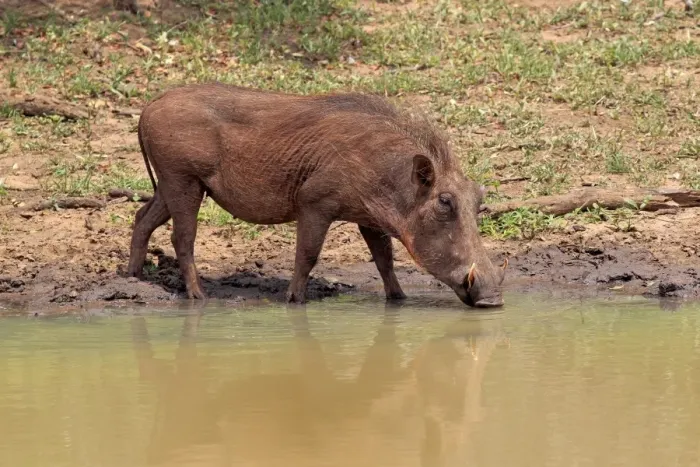 Framed Print : Common Warthog (Phacochoerus africanus) adult, drinking at waterhole, Mkuze, Natal, South Africa Framed Print : Common Warthog (Phacochoerus africanus) adult, drinking at waterhole, Mkuze, Natal, South Africa