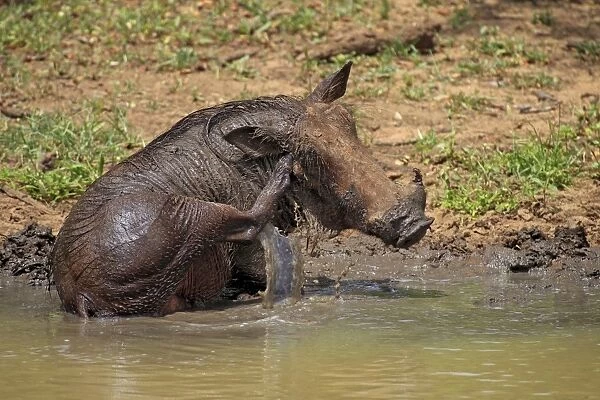 Common Warthog (Phacochoerus africanus) adult, scratching head with hind foot, bathing in waterhole, Mkuze, Natal, South Africa