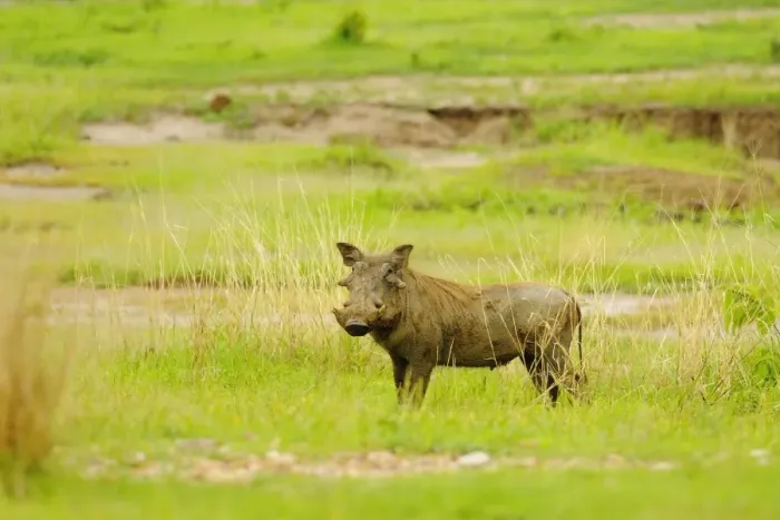 Framed Print : Common Warthog (Phacochoerus africanus) adult, standing amongst grass in habitat, Ruaha N. P. Tanzania Framed Print : Common Warthog (Phacochoerus africanus) adult, standing amongst grass in habitat, Ruaha N. P. Tanzania