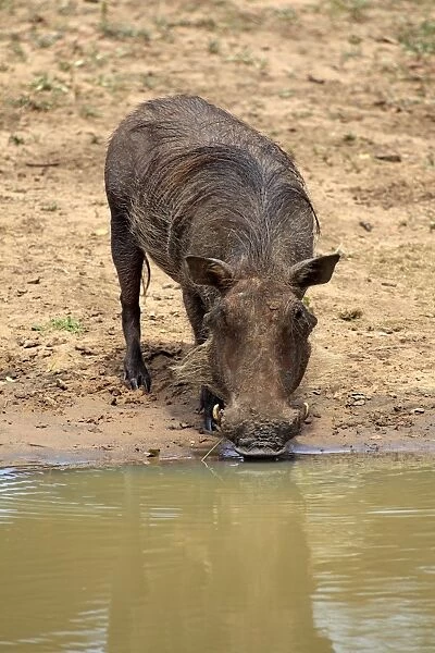 Common Warthog (Phacochoerus africanus) adult, drinking at waterhole, Mkuze, Natal, South Africa