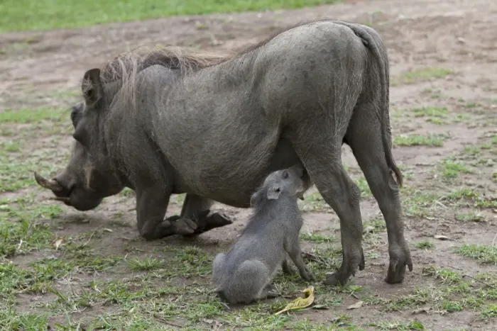 Framed Print : Common Warthog (Phacochoerus africanus) adult female with young, suckling, Queen Elizabeth N. P. Uganda Framed Print : Common Warthog (Phacochoerus africanus) adult female with young, suckling, Queen Elizabeth N. P. Uganda