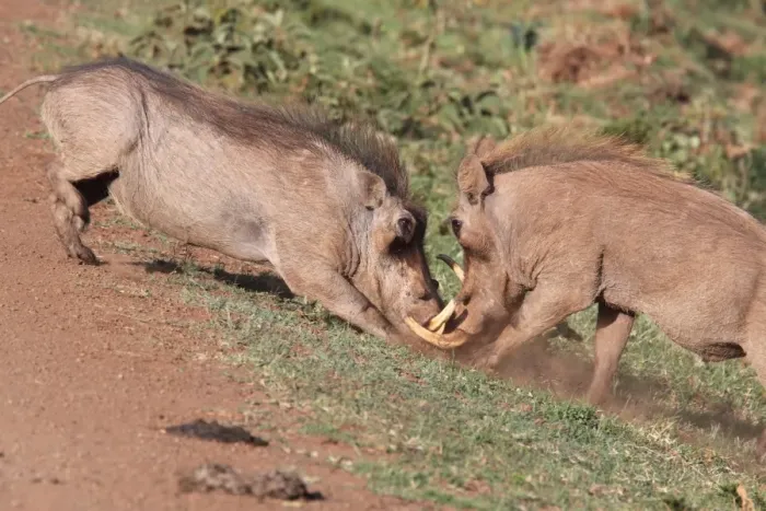 Framed Print : Common Warthog (Phacochoerus africanus) two adult males, fighting on track, Aberdare N. P Framed Print : Common Warthog (Phacochoerus africanus) two adult males, fighting on track, Aberdare N. P