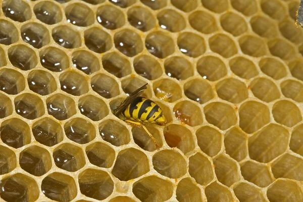 Common Wasp (Vespula vulgaris) adult, feeding, robbing honey on comb from open hive, Norfolk, England, july