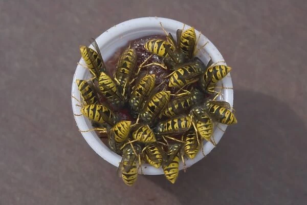 Common Wasp (Vespula vulgaris) adults, group feeding on jam from plastic pot, on picnic bench, Dunwich, Suffolk, England, august