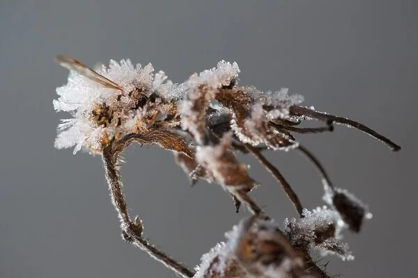 Common Wasp (Vespula vulgaris) dead adult, covered with frost ice crystals, frozen on dead flowerhead, Sheffield