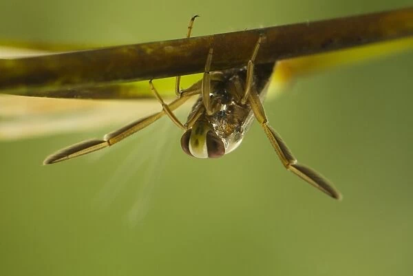 Common Water Boatman (Notonecta glauca) adult, resting on submerged stem, Derbyshire, England, july