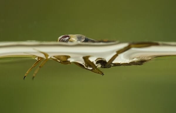 Common Water Boatman (Notonecta glauca) adult, at surface of water, Derbyshire, England, july