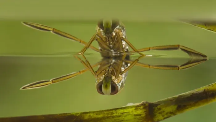 Framed Print : Common Water Boatman (Notonecta glauca) adult, at surface of water, Derbyshire, England, july