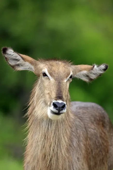 Framed Print : Common Waterbuck (Kobus ellipsiprymnus) adult female, close-up of head and neck, Sabi Sabi Game Reserve, Kruger N. P. South Africa Framed Print : Common Waterbuck (Kobus ellipsiprymnus) adult female, close-up of head and neck, Sabi Sabi Game Reserve, Kruger N. P. South Africa
