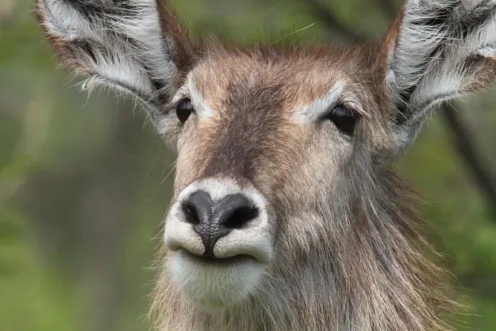 Framed Print : Common Waterbuck (Kobus ellipsiprymnus) adult female, close-up of head, Kruger N. P. South Africa Framed Print : Common Waterbuck (Kobus ellipsiprymnus) adult female, close-up of head, Kruger N. P. South Africa