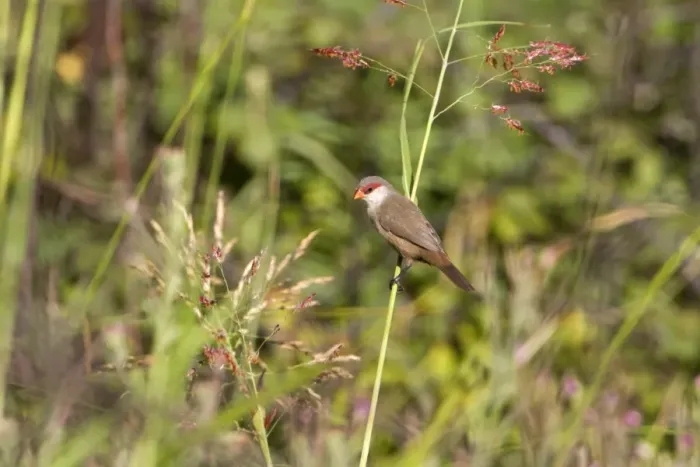 Framed Print : Common Waxbill (Estrilda astrild) introduced species, adult, perched on stem, Extremadura, Spain, September