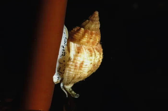 Framed Print : Common Whelk (Buccinum undatum) adult, on kelp stipe in sea loch, Loch Carron, Ross and Cromarty, Highlands, Scotland Framed Print : Common Whelk (Buccinum undatum) adult, on kelp stipe in sea loch, Loch Carron, Ross and Cromarty, Highlands, Scotland