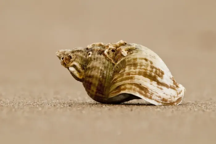 Framed Print : Common Whelk (Buccinum undatum) empty shell, on sandy beach, Titchwell, Norfolk, England, february Framed Print : Common Whelk (Buccinum undatum) empty shell, on sandy beach, Titchwell, Norfolk, England, february