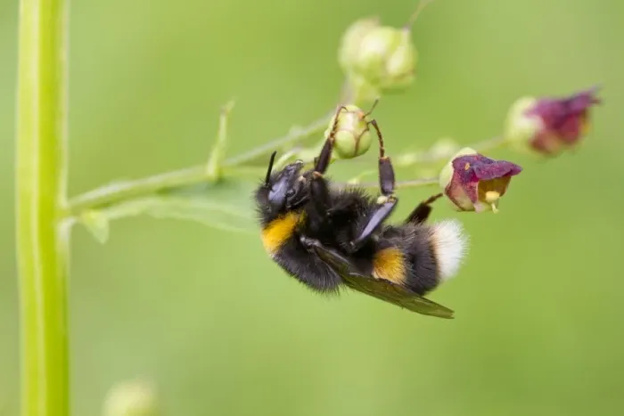 Framed Print : Common White-tailed Bumblebee (Bombus lucorum) adult, hanging from figwort, River Whiteadder, Berwickshire Framed Print : Common White-tailed Bumblebee (Bombus lucorum) adult, hanging from figwort, River Whiteadder, Berwickshire