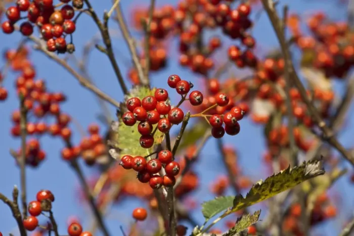 Framed Print : Common Whitebeam (Sorbus aria) close-up of berries, Dorset, England, september Framed Print : Common Whitebeam (Sorbus aria) close-up of berries, Dorset, England, september