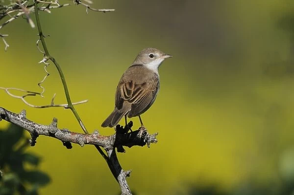 Common Whitethroat (Sylvia communis) adult female  /  first winter plumage, perched on twig, Lemnos, Greece, April