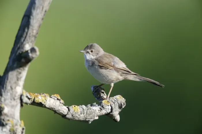 Framed Print : Common Whitethroat (Sylvia communis) adult, perched on twig, Bulgaria, May Framed Print : Common Whitethroat (Sylvia communis) adult, perched on twig, Bulgaria, May
