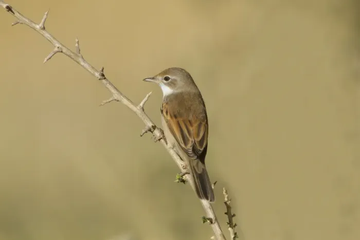 Framed Print : Common Whitethroat (Sylvia communis) adult female / immature, perched on twig, Northern Spain, september Framed Print : Common Whitethroat (Sylvia communis) adult female / immature, perched on twig, Northern Spain, september
