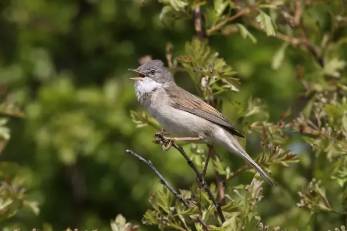 Framed Print : Common Whitethroat (Sylvia communis) adult male, singing, perched on twig, Devon, England, spring