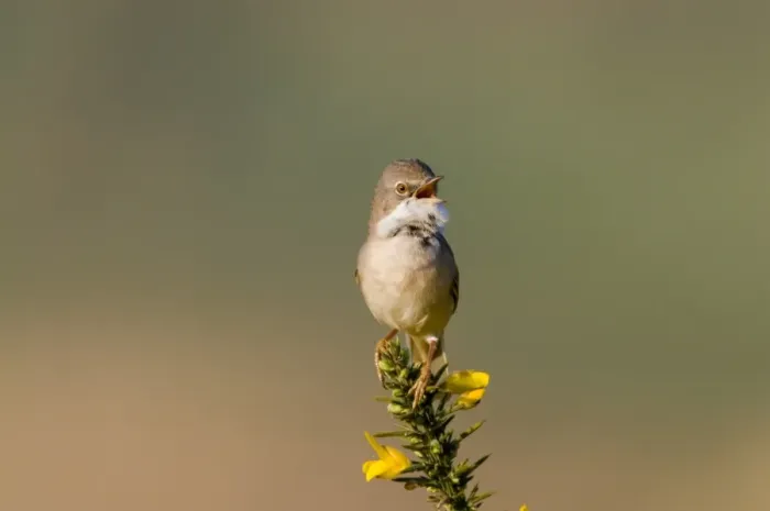 Framed Print : Common Whitethroat (Sylvia communis) adult male, singing, perched on flowering gorse, Minsmere RSPB Reserve, Suffolk, England, may