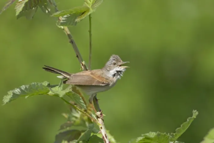 Framed Print : Common Whitethroat (Sylvia communis) adult male, singing, perched on stem with thorns, Essex, England, april Framed Print : Common Whitethroat (Sylvia communis) adult male, singing, perched on stem with thorns, Essex, England, april