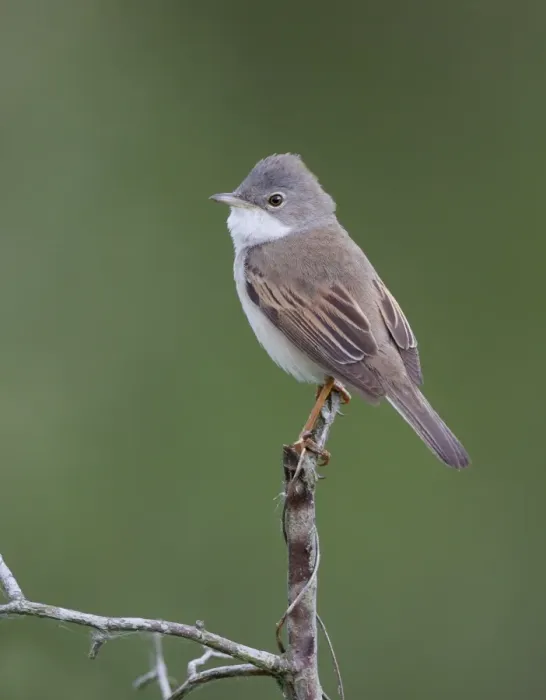 Framed Print : Common Whitethroat (Sylvia communis) adult male, perched on twig, Leicestershire, England, may