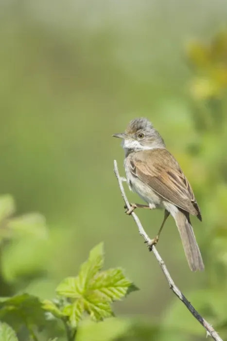 Framed Print : Common Whitethroat (Sylvia communis) adult male, perched on twig, Essex, England, april Framed Print : Common Whitethroat (Sylvia communis) adult male, perched on twig, Essex, England, april
